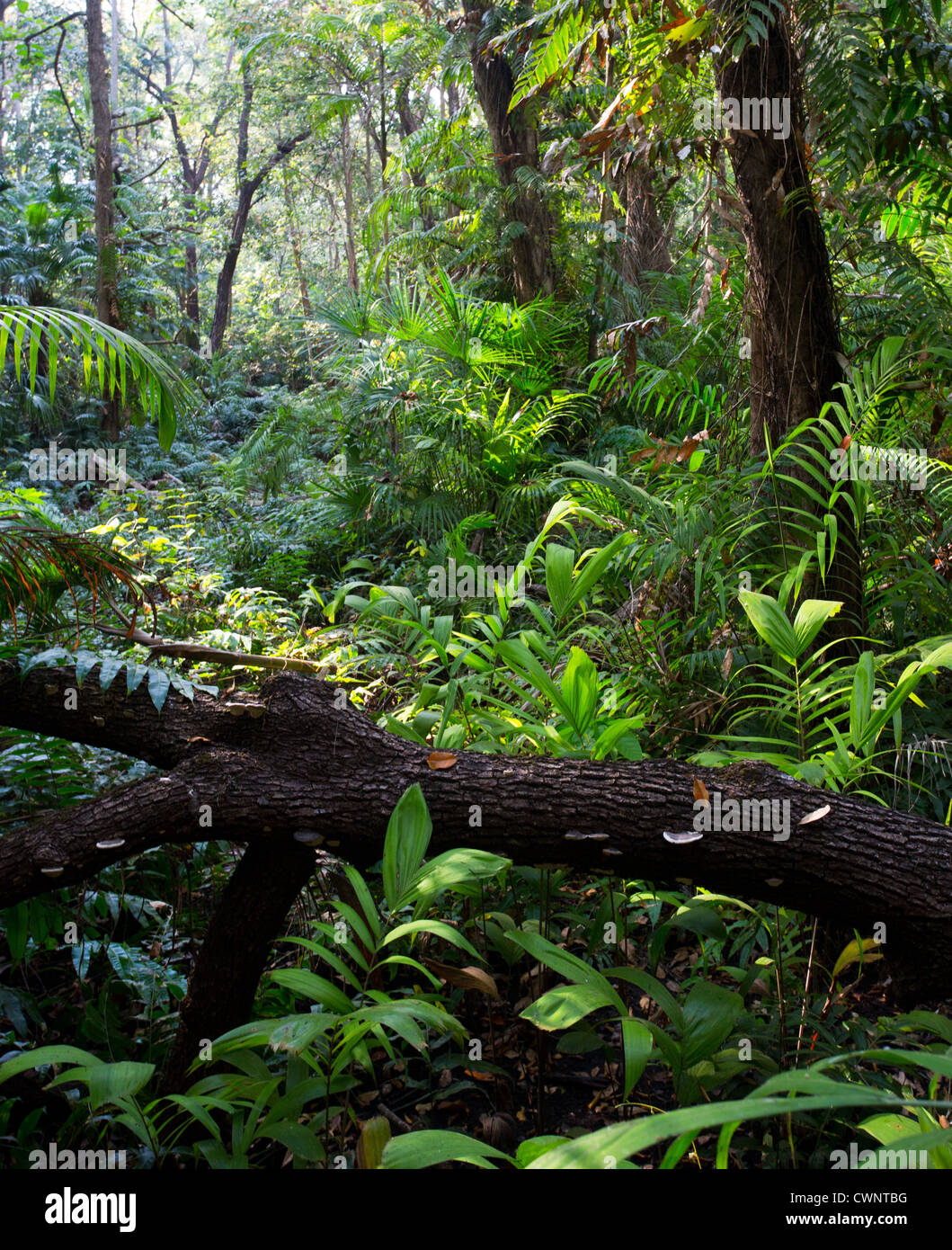Palms and lush vegetation in tropical monsoon forest, Fogg Dam Conservation Area, Northern Territory, Australia Stock Photo