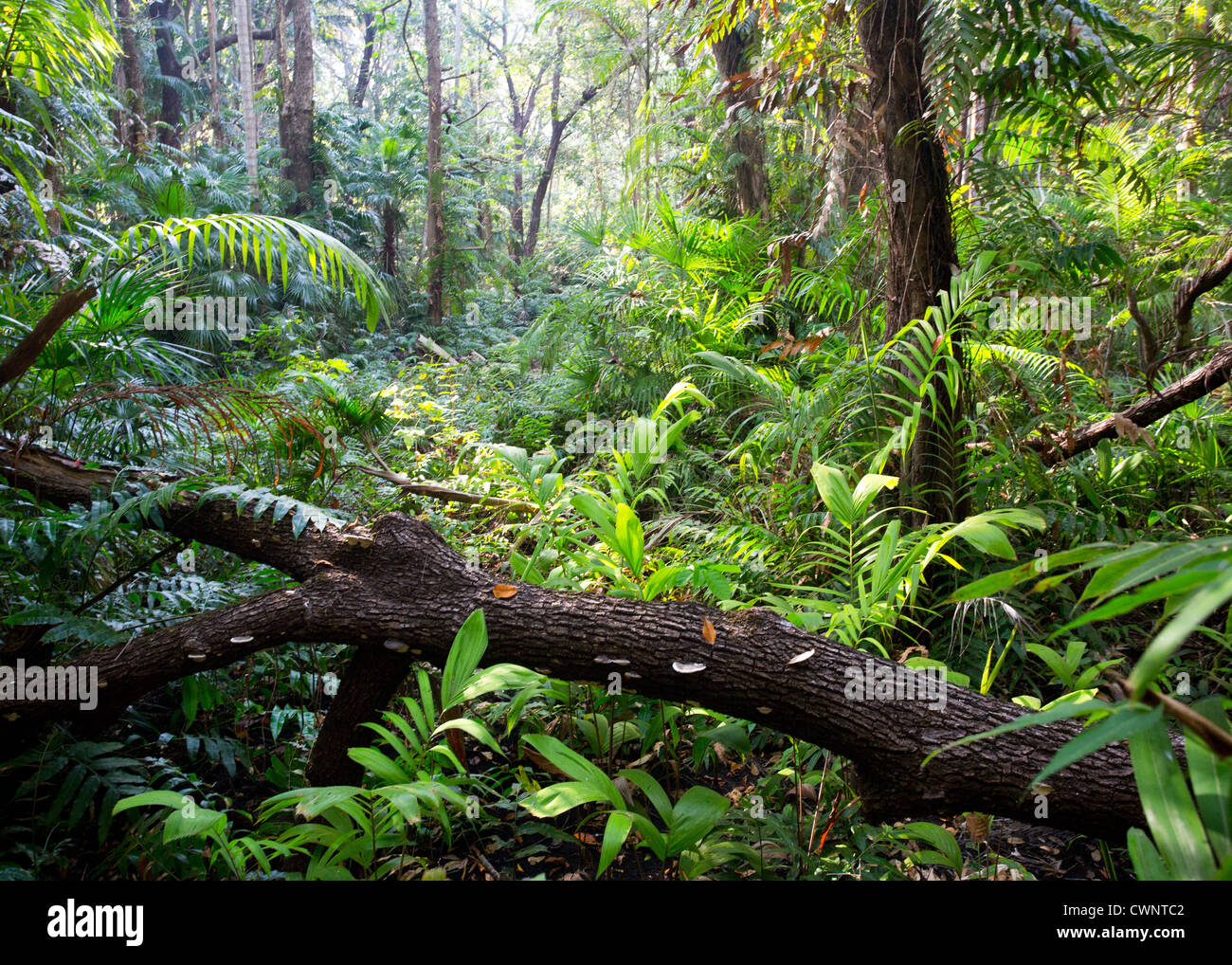 Palms And Lush Vegetation In Tropical Monsoon Forest Fogg Dam 