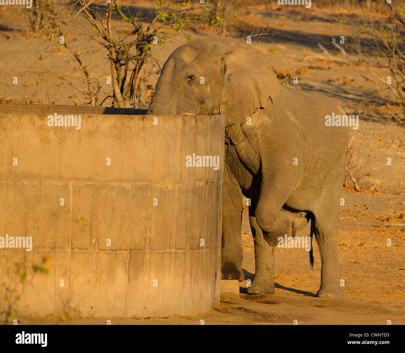 elephant drinking Stock Photo