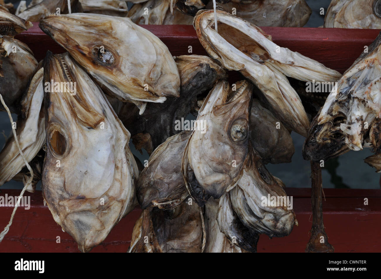 Dried fish heads at Nusfjord, Flakstadøya island, along the Vestfjorden