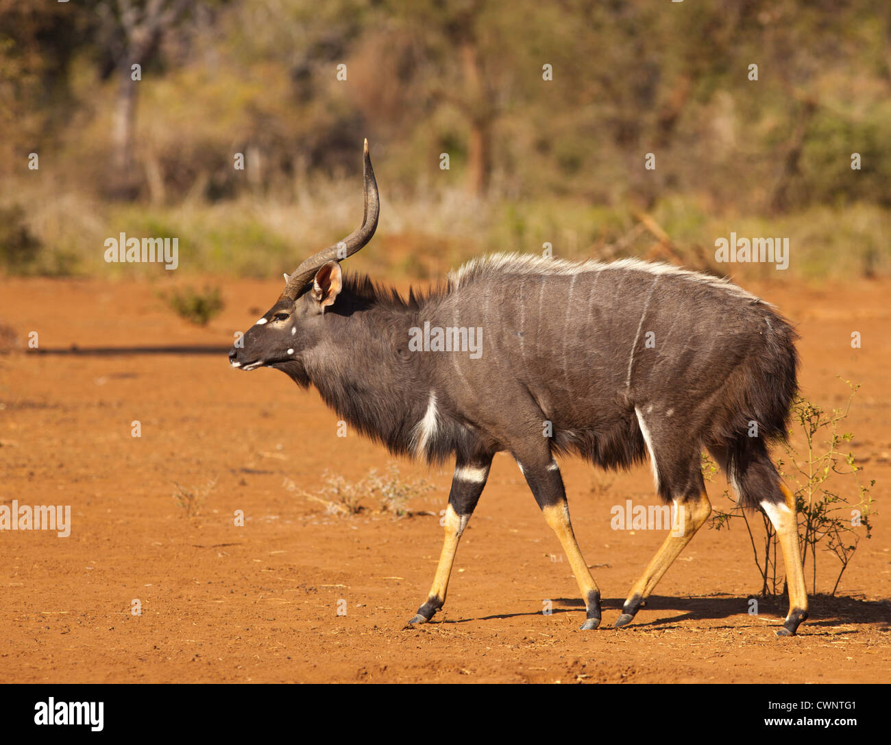 nyala male antelope Stock Photo