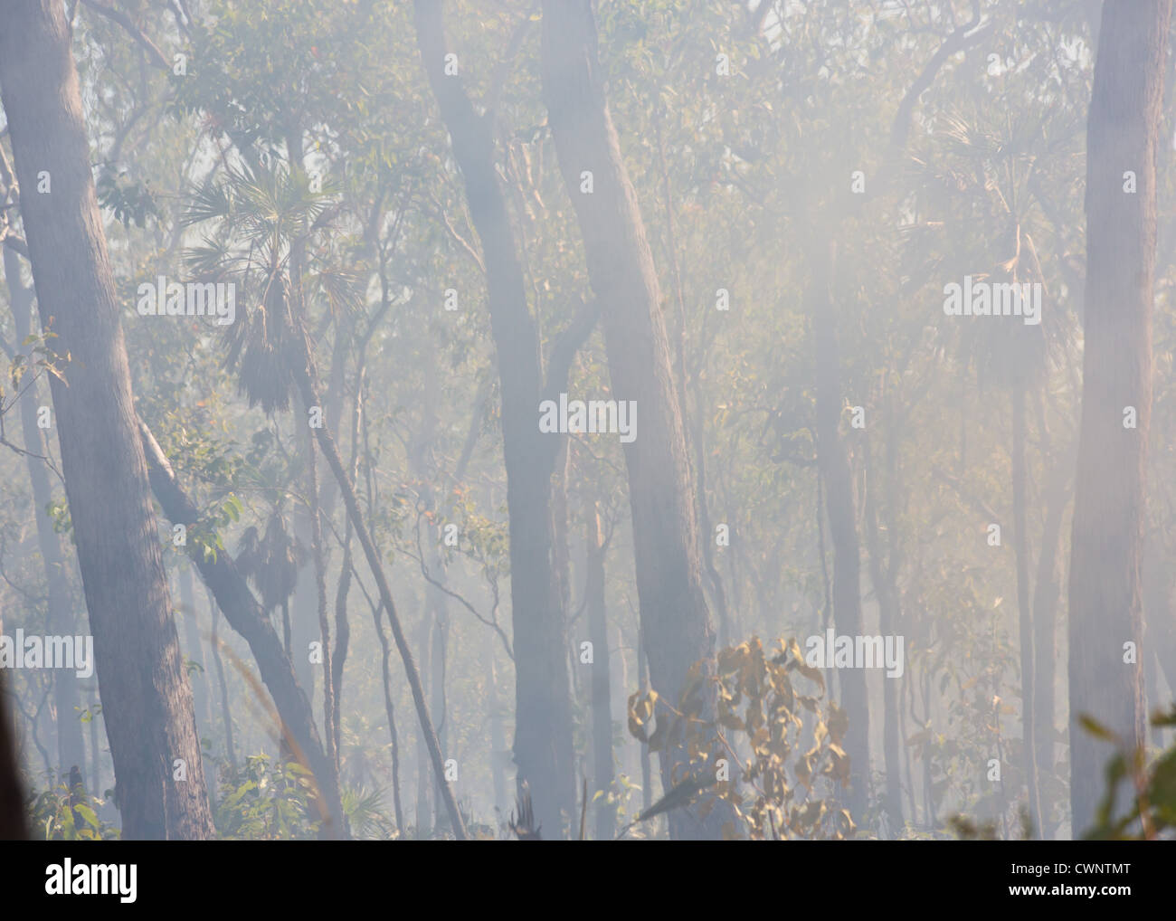 Bush fire, smoke and grass burning, Kakadu National Park, Northern Territory, Australia Stock Photo