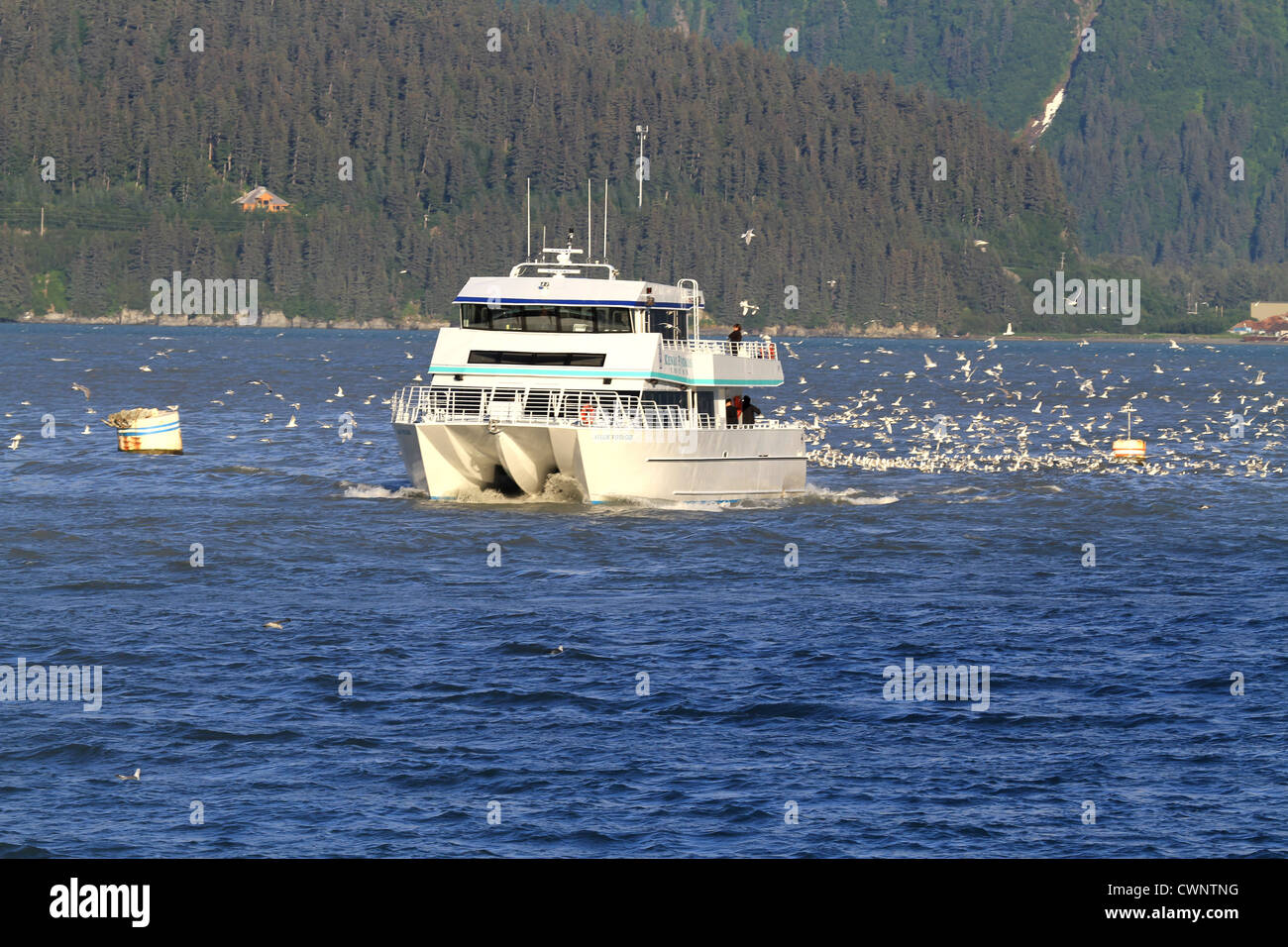 A Kenai Fjord Cruise boat travels through the water in the fjord while seagulls flock behind, with forested mountains. Stock Photo