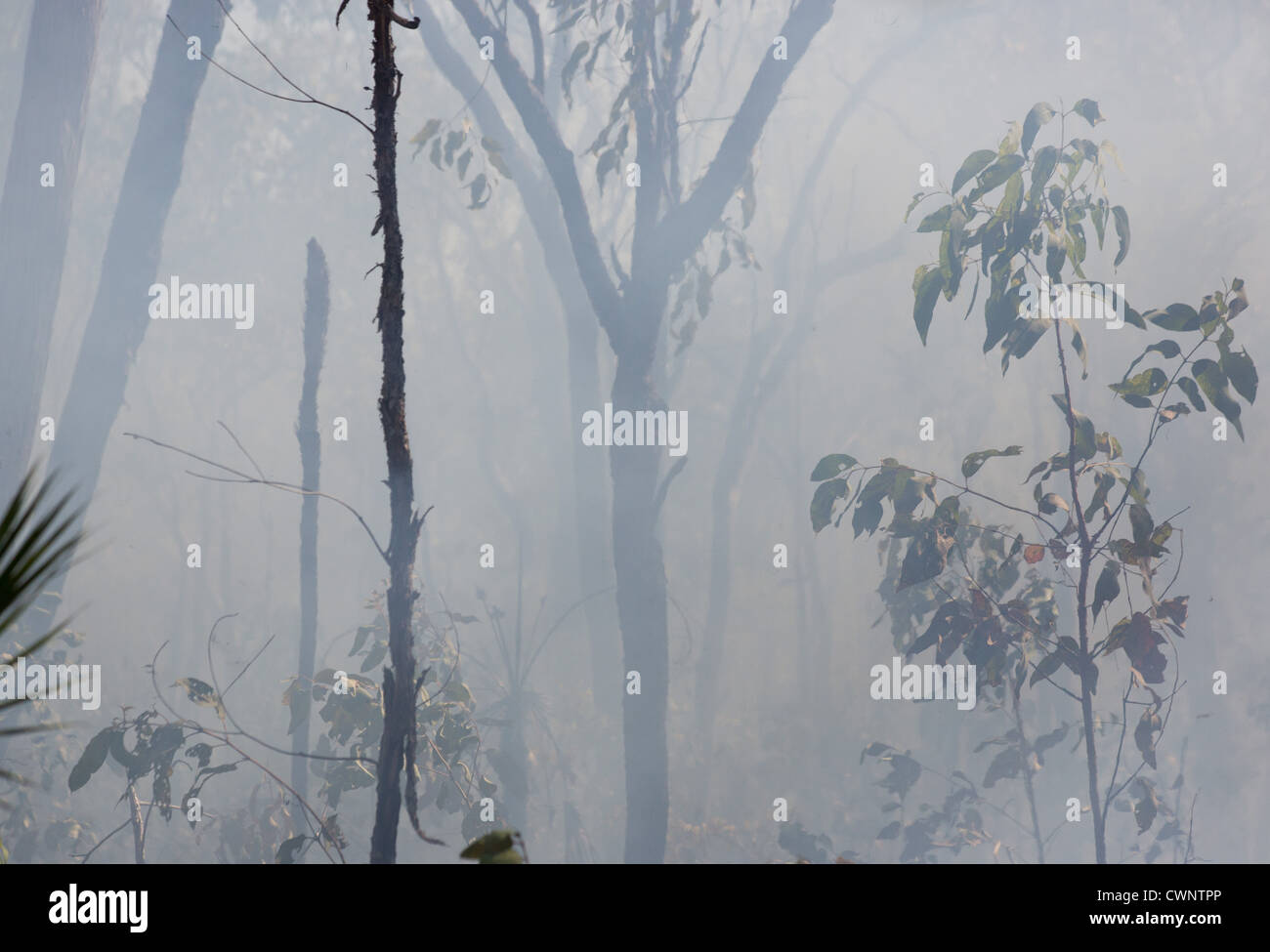 Bush fire, smoke and grass burning, Kakadu National Park, Northern Territory, Australia Stock Photo
