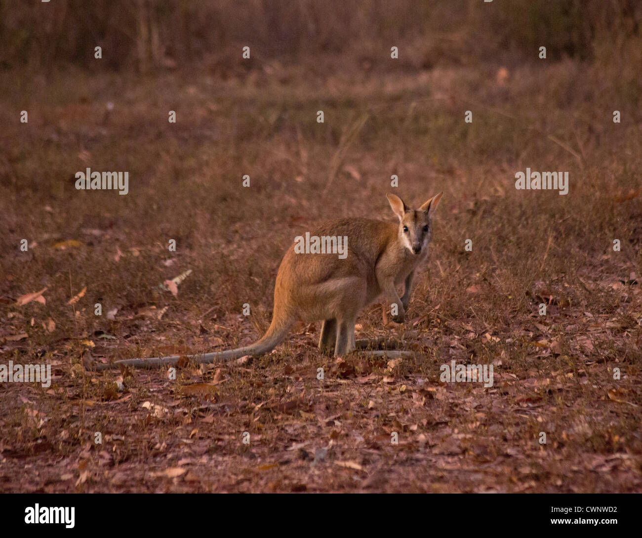 Agile Wallaby (Macropus agilis), Mary River National Park, Northern Territory, Australia Stock Photo