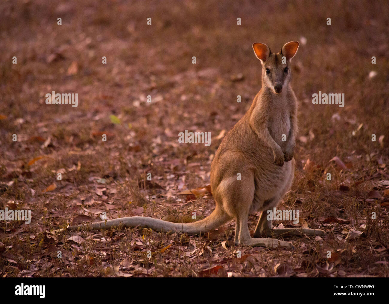Agile Wallaby (Macropus agilis), Mary River National Park, Northern Territory, Australia Stock Photo