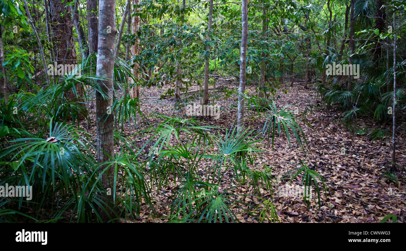 Palms and lush vegetation in tropical monsoon forest, Fogg Dam