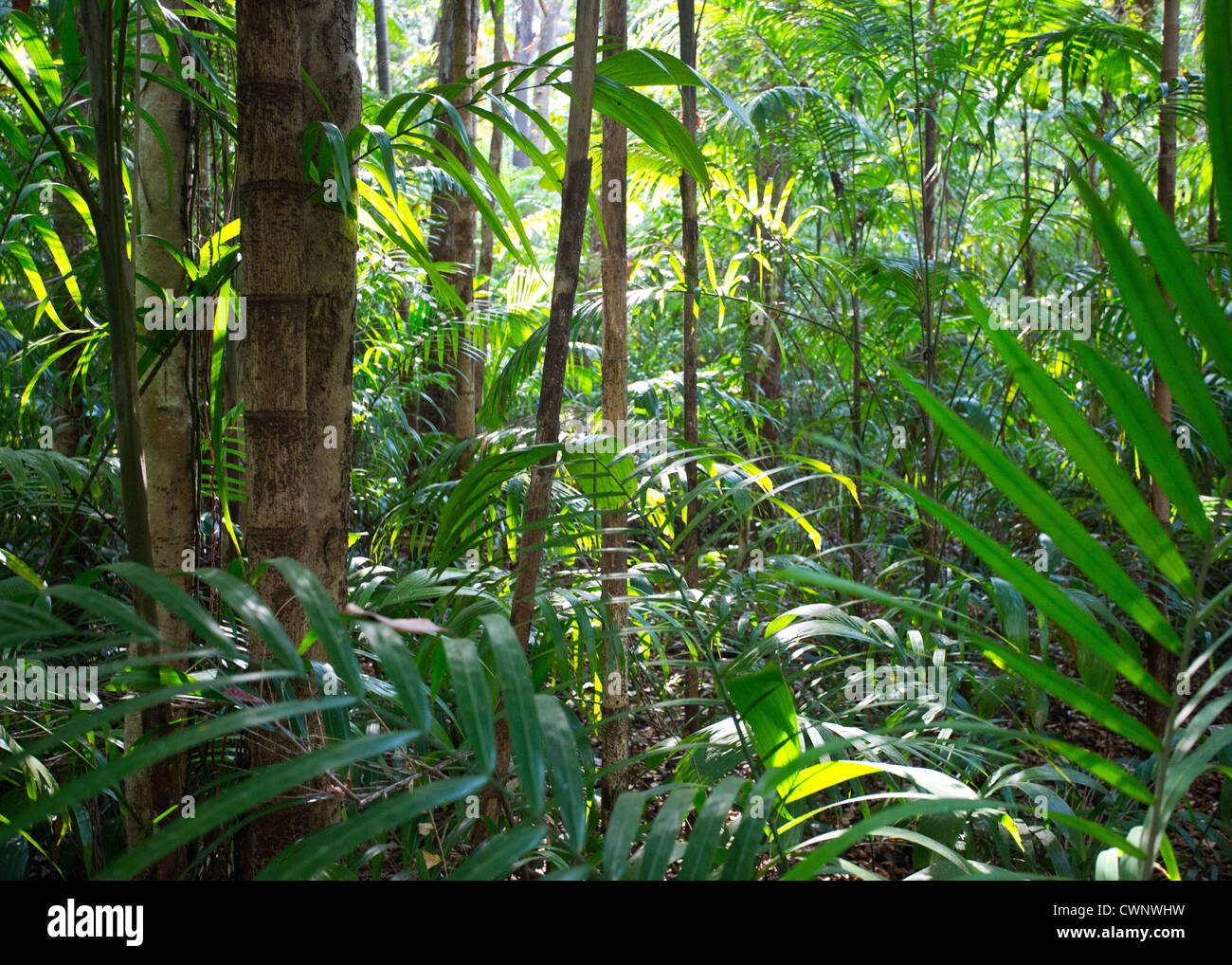 Palms and lush vegetation in tropical monsoon forest, Fogg Dam Conservation Area, Northern Territory, Australia Stock Photo