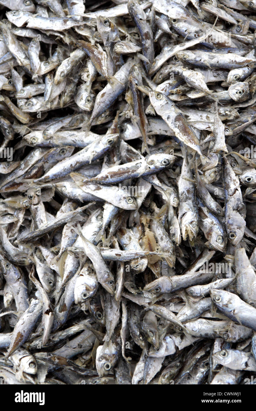 Dried fishes Stock Photo