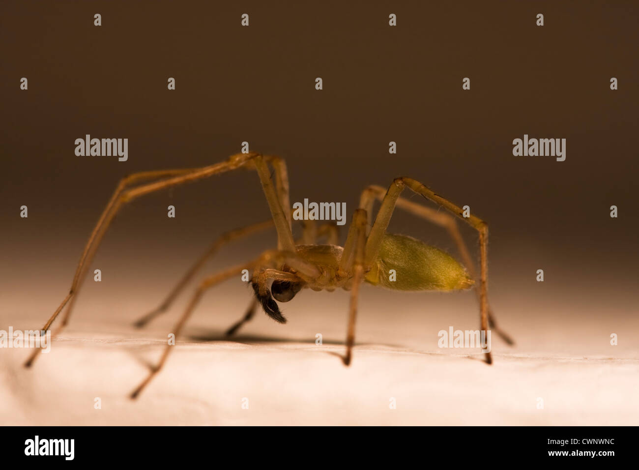 Brown Spider with large black eye behind protruding black tipped fangs on graduated background Stock Photo