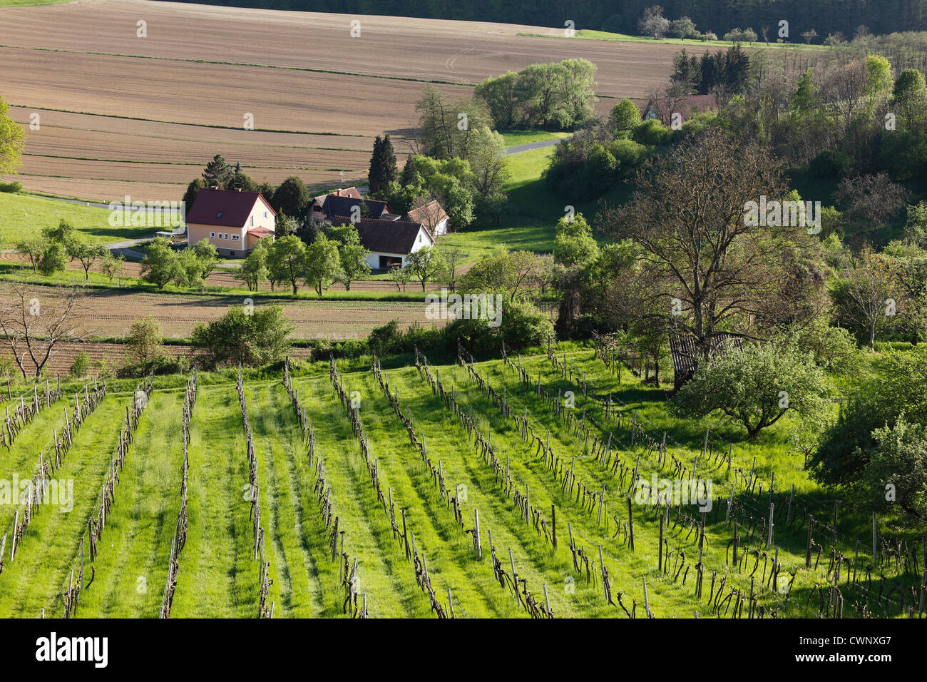 Austria, Styria, View of vineyard at Straden Stock Photo