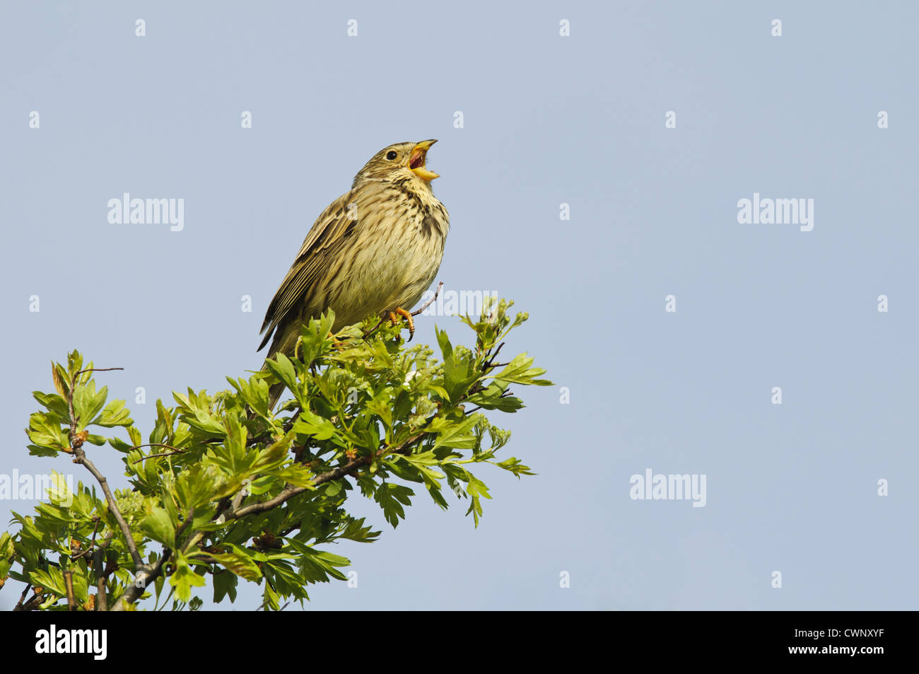 Corn Bunting (Miliaria calandra) adult, singing, perched on bush, Elmley Marshes National Nature Reserve, Isle of Sheppey, Stock Photo