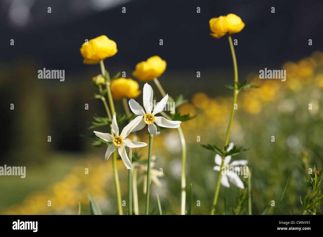 Austria, Styria, Ausseer Land, Daffodils and globe flowers in meadow Stock Photo