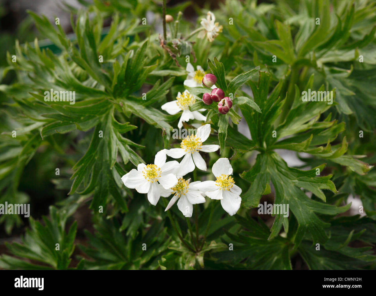 Austria, Styria, Narcissus flowered anemone, close up Stock Photo