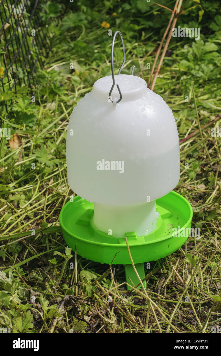 Domestic Chicken, water dispenser for freerange hens in garden