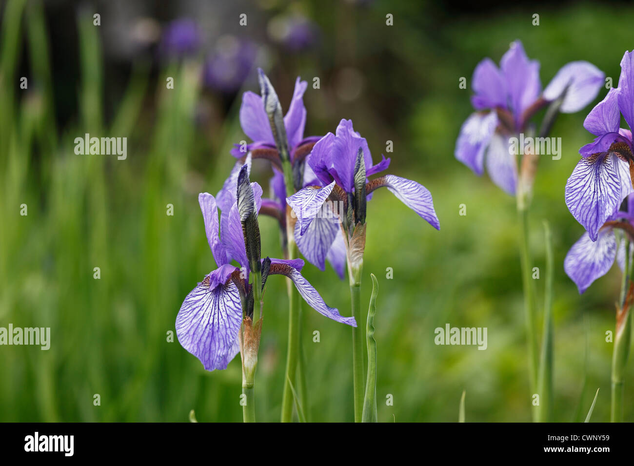 Austria, Styria, Siberian Iris, close up Stock Photo