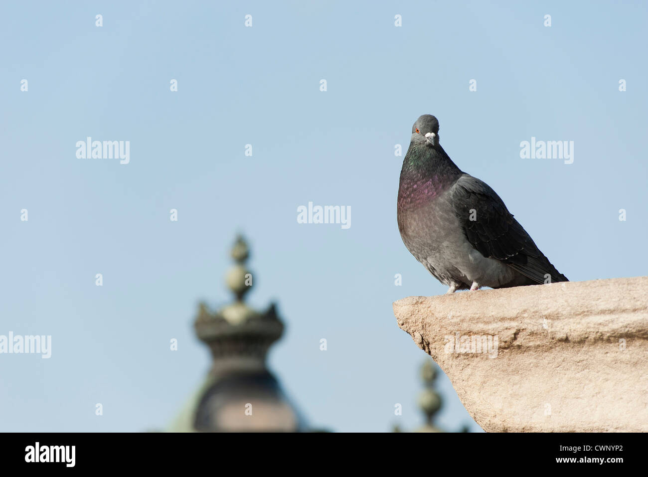 Pigeon Stock Photo - Alamy