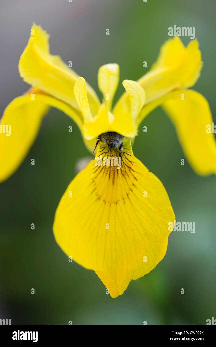 Bumble Bee gathers nectar from Yellow Flag Iris, Iris pseudacorus, in The Cotswolds, Oxfordshire, UK Stock Photo