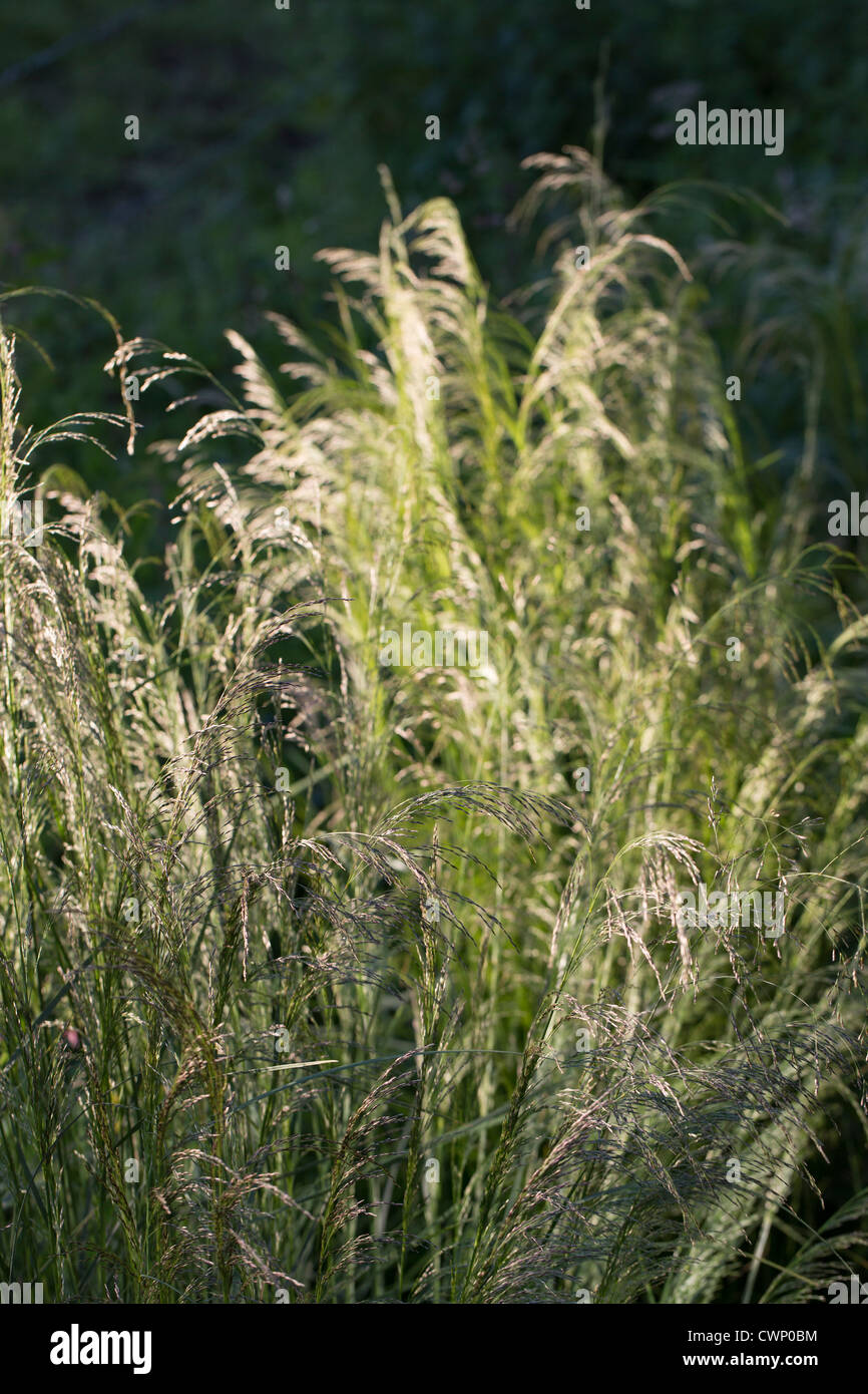 Ornamental grasses in The Cotswolds, Oxfordshire, UK Stock Photo