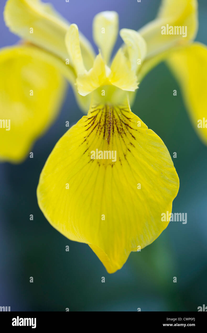Yellow Flag Iris, Iris pseudacorus, in The Cotswolds, Oxfordshire, UK Stock Photo