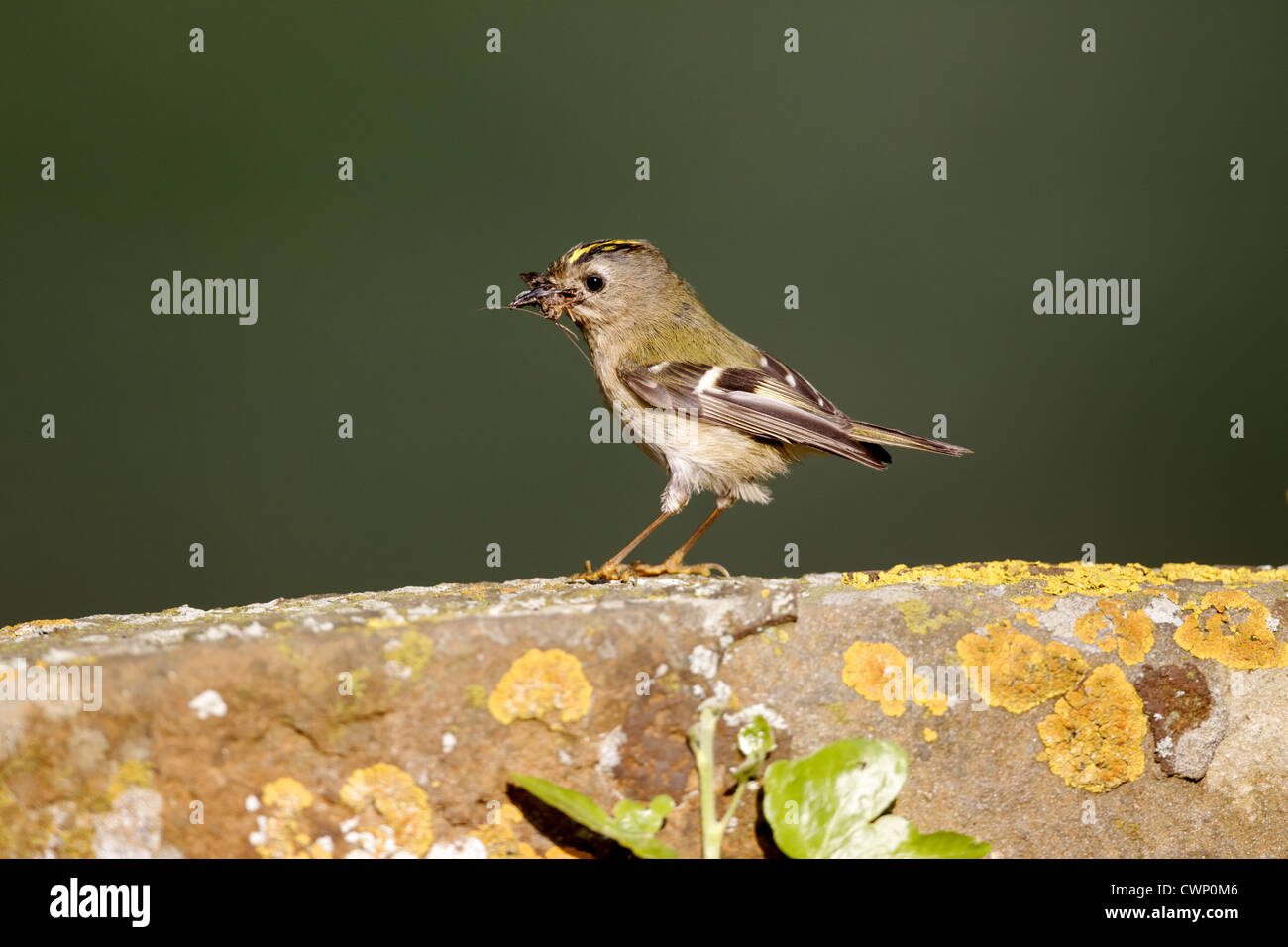 Goldcrest (Regulus regulus) adult, with moth in beak, perched on gravestone, Warwickshire, England, may Stock Photo