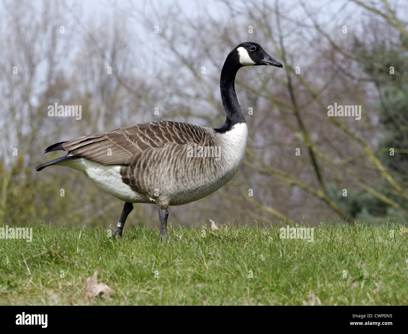 Canada Goose (Branta canadensis) introduced species, adult, walking on grass, Warwickshire, England, march Stock Photo