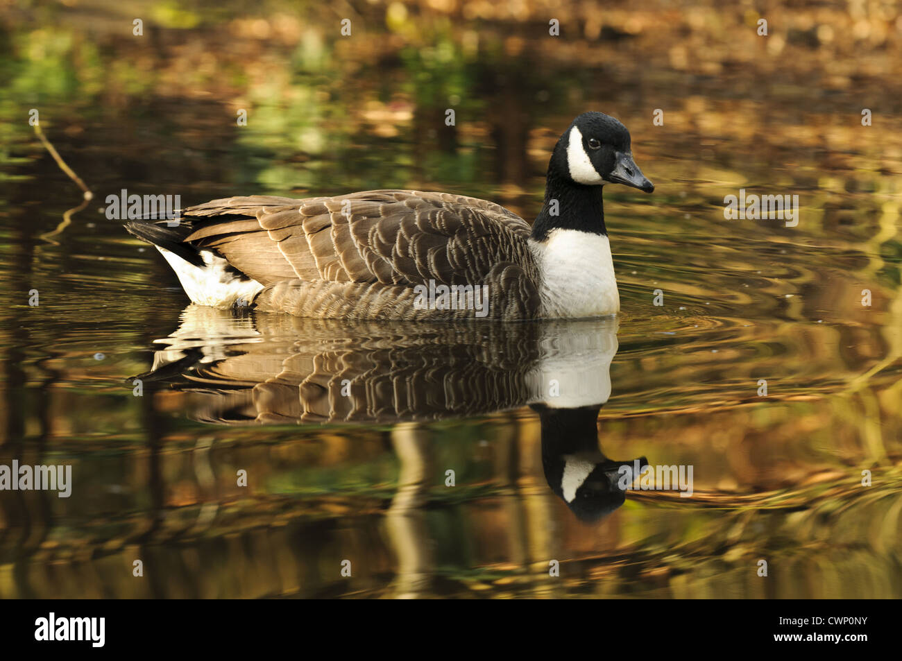 Canada Goose (Branta canadensis) introduced species, adult, swimming with reflection, Hurst Pond, Hurst Woods, Bexley, Kent, Stock Photo