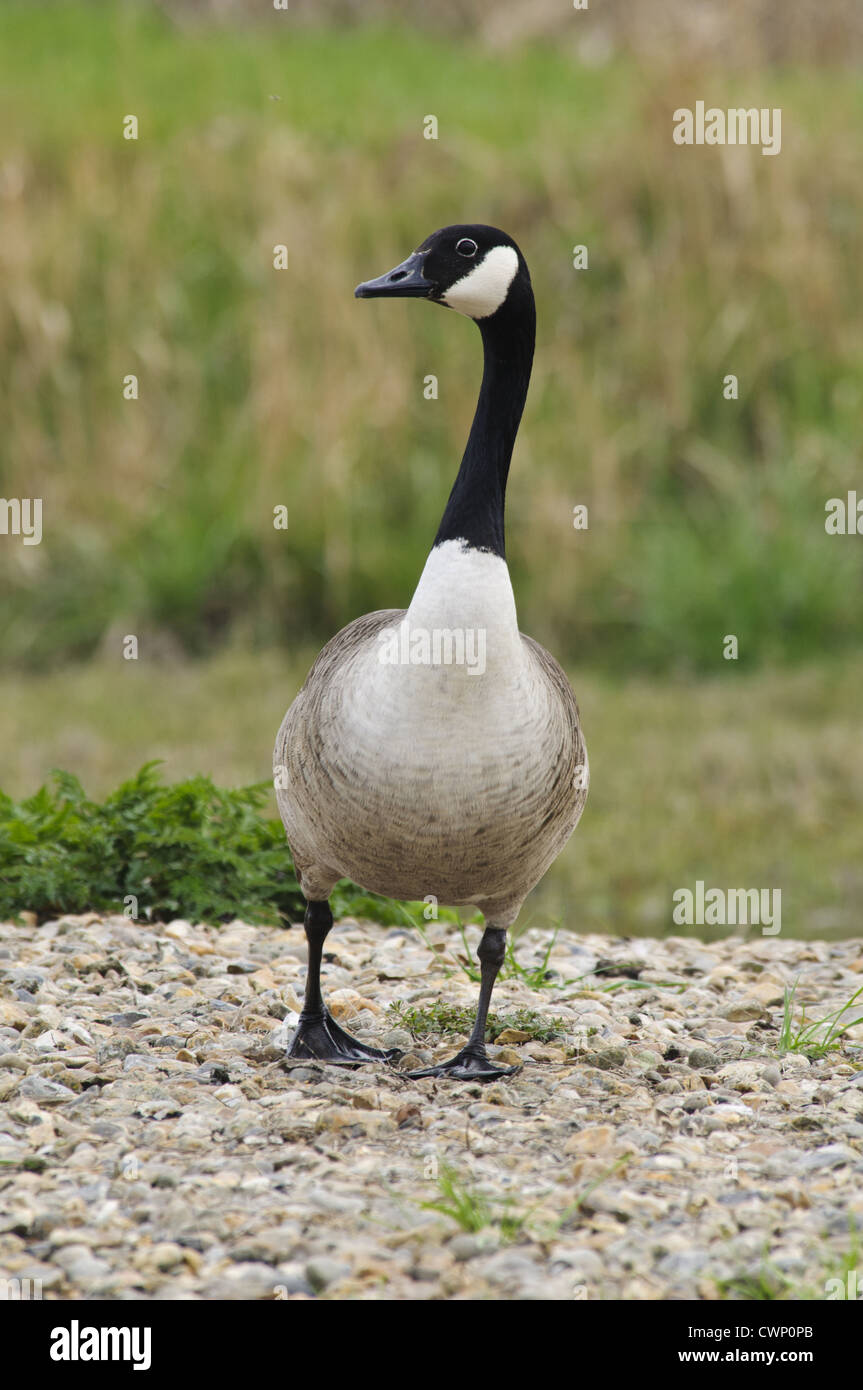 Canada Goose (Branta canadensis) introduced species, adult, walking on shingle, Crossness Nature Reserve, Bexley, Kent, Stock Photo