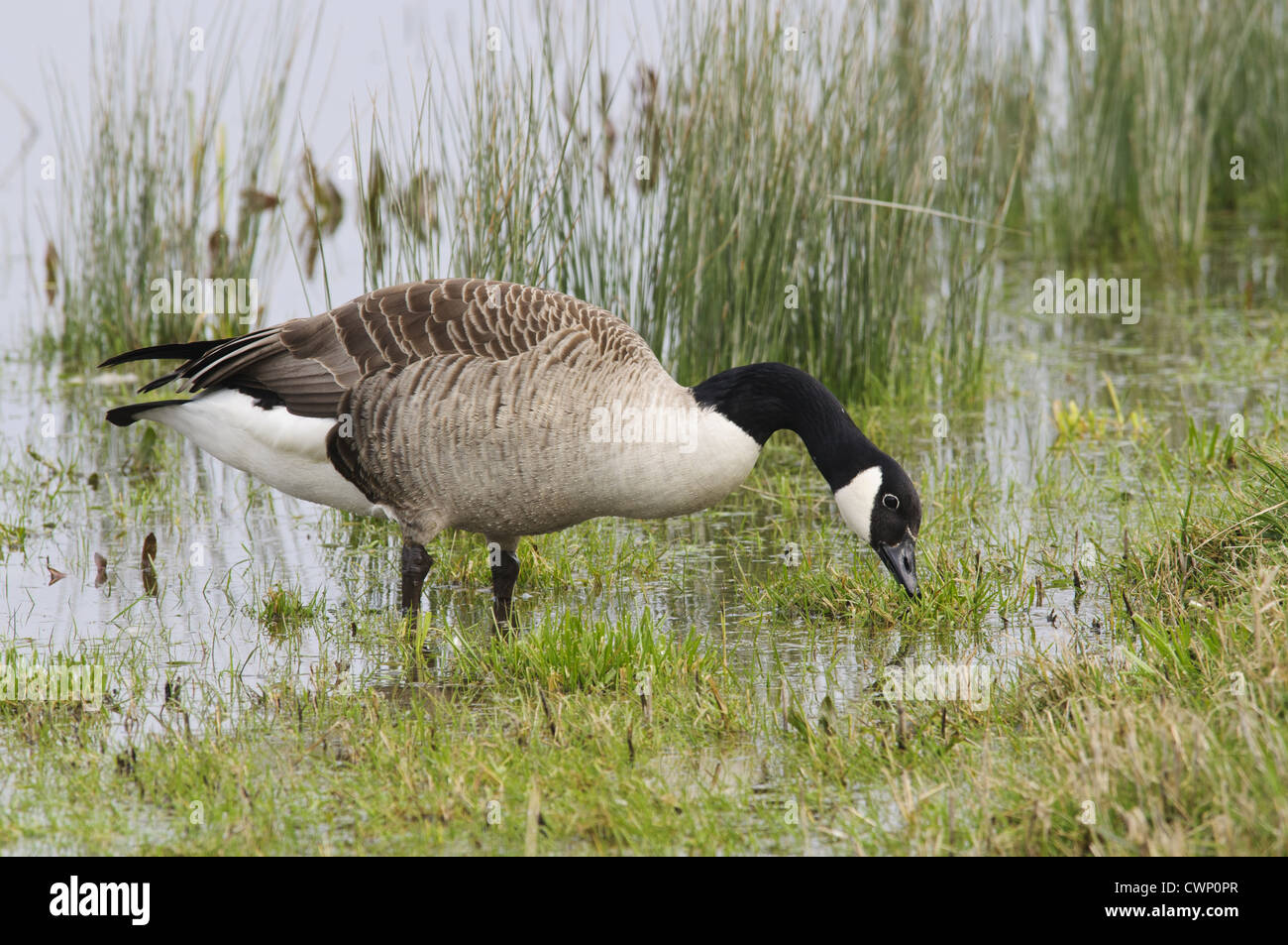Canada Goose (Branta canadensis) introduced species, adult, feeding at edge of scrape, Crossness Nature Reserve, Bexley, Kent, Stock Photo