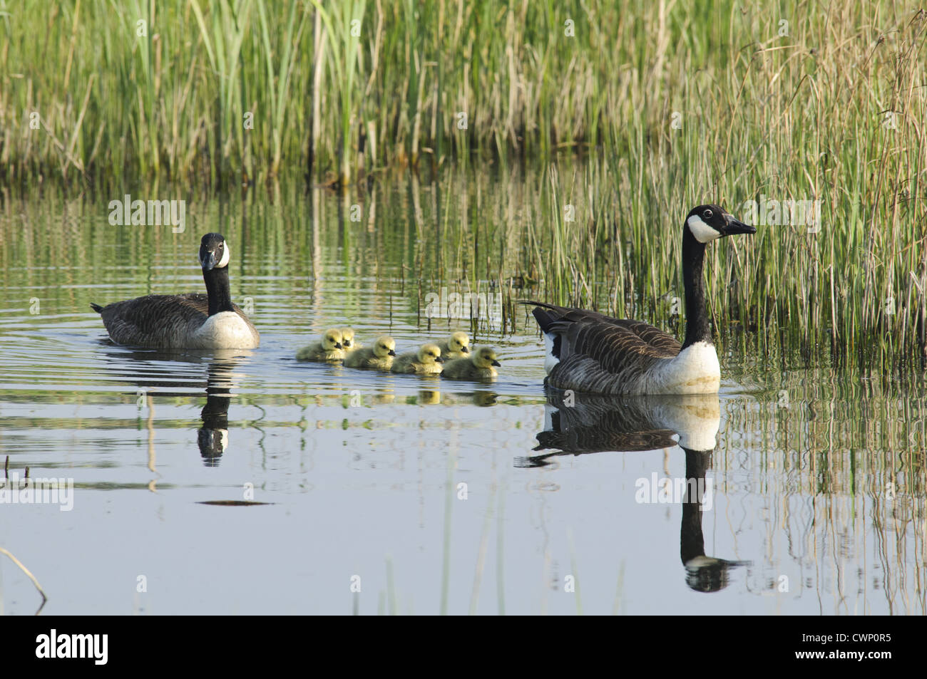 Canada Goose (Branta canadensis) introduced species, adult pair with newly hatched goslings, swimming, Crossness Nature Stock Photo