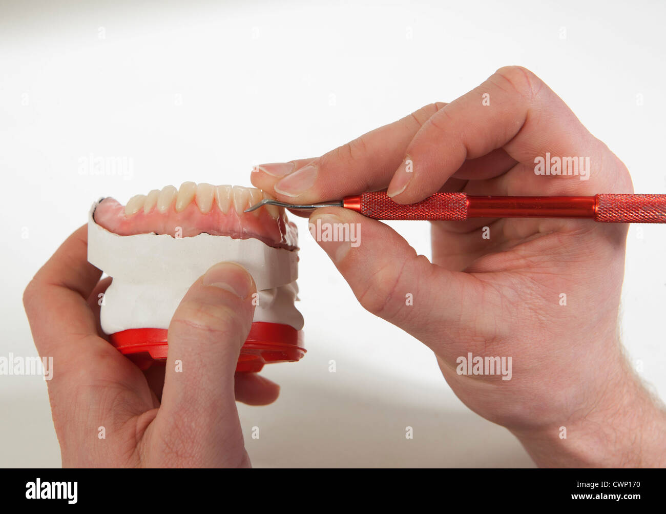 Dentist with dentures in dental laboratory Stock Photo Alamy