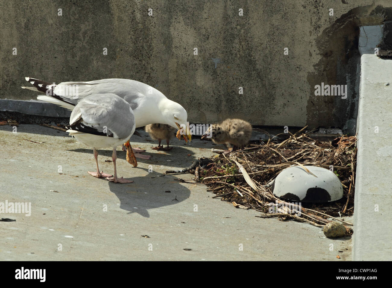 Herring Gull (Larus argentatus) adult pair, summer plumage, feeding