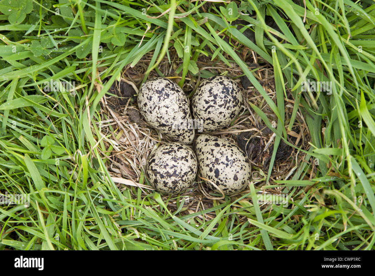 Northern Lapwing (Vanellus vanellus) four eggs in nest, on grazing