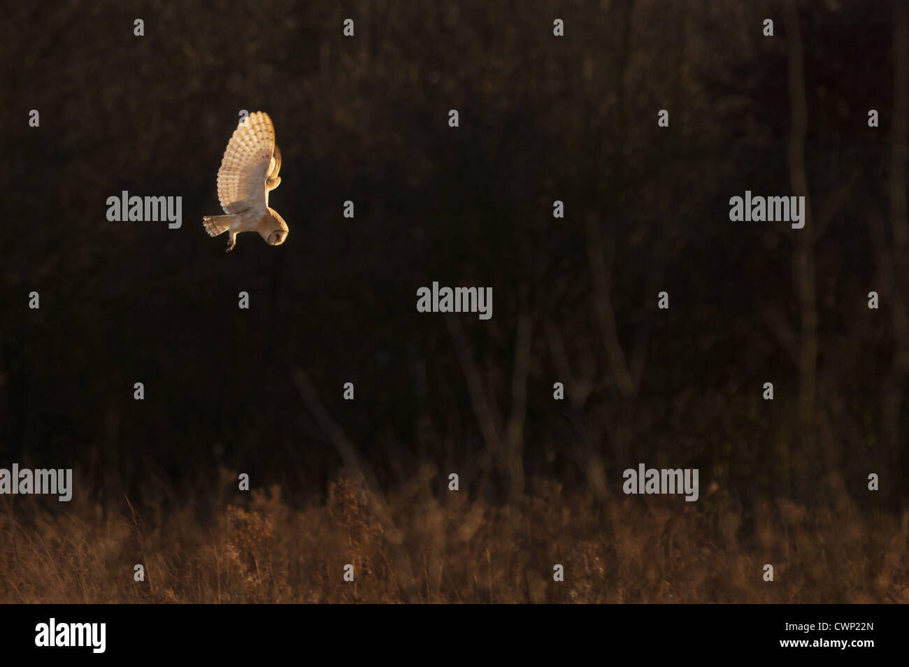Barn Owl (Tyto alba) adult, in flight, hunting at dusk, Cossington, Leicestershire, England, january Stock Photo