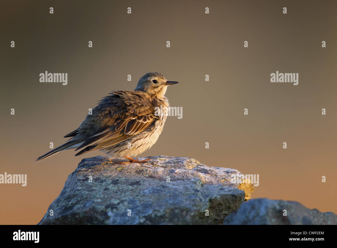 Meadow Pipit (Anthus pratensis) adult, with feathers fluffed out, perched on drystone wall in late evening sunlight, Lammermuir Stock Photo