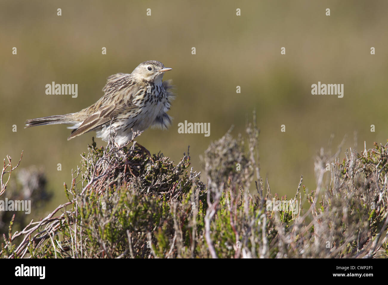 Meadow Pipit (Anthus pratensis) adult, with wind ruffled feathers, perched on heather, Lammermuir Hills, Scottish Borders, Stock Photo
