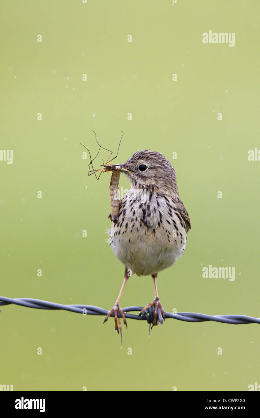 Insects on fence hi-res stock photography and images - Alamy