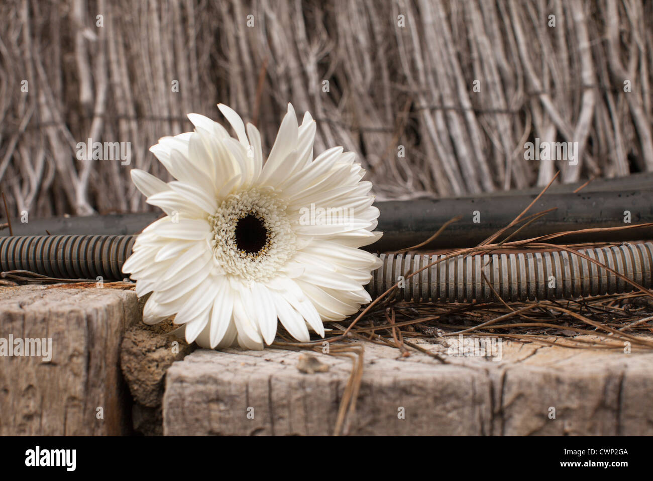 White daisy Stock Photo