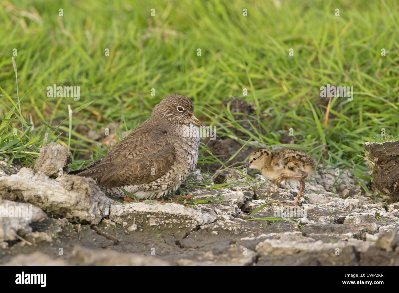 Common Redshank (Tringa totanus) adult, crouching down to incubate approaching chick, Suffolk, England, june Stock Photo