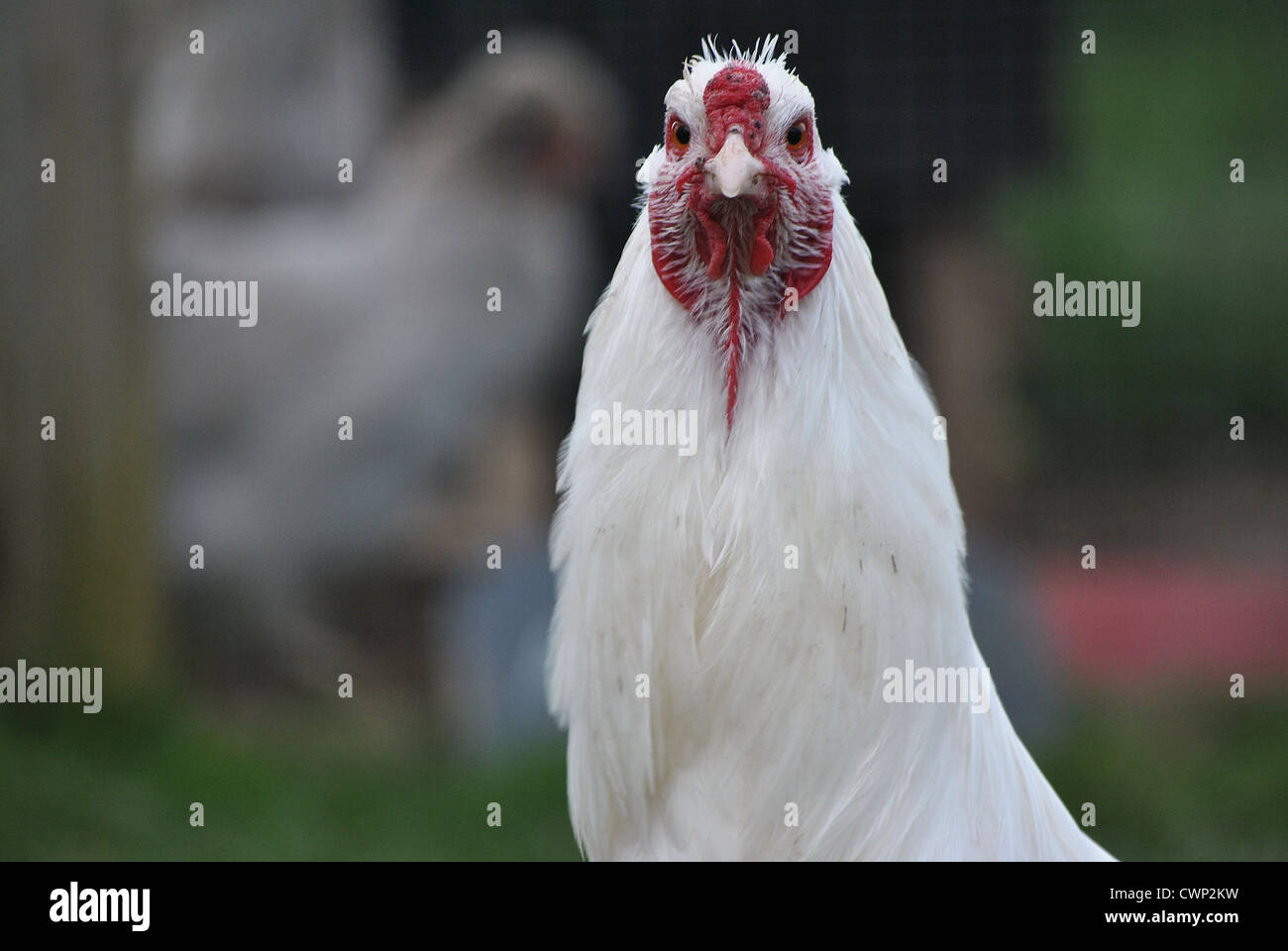 Ixworth cockerel head study Stock Photo