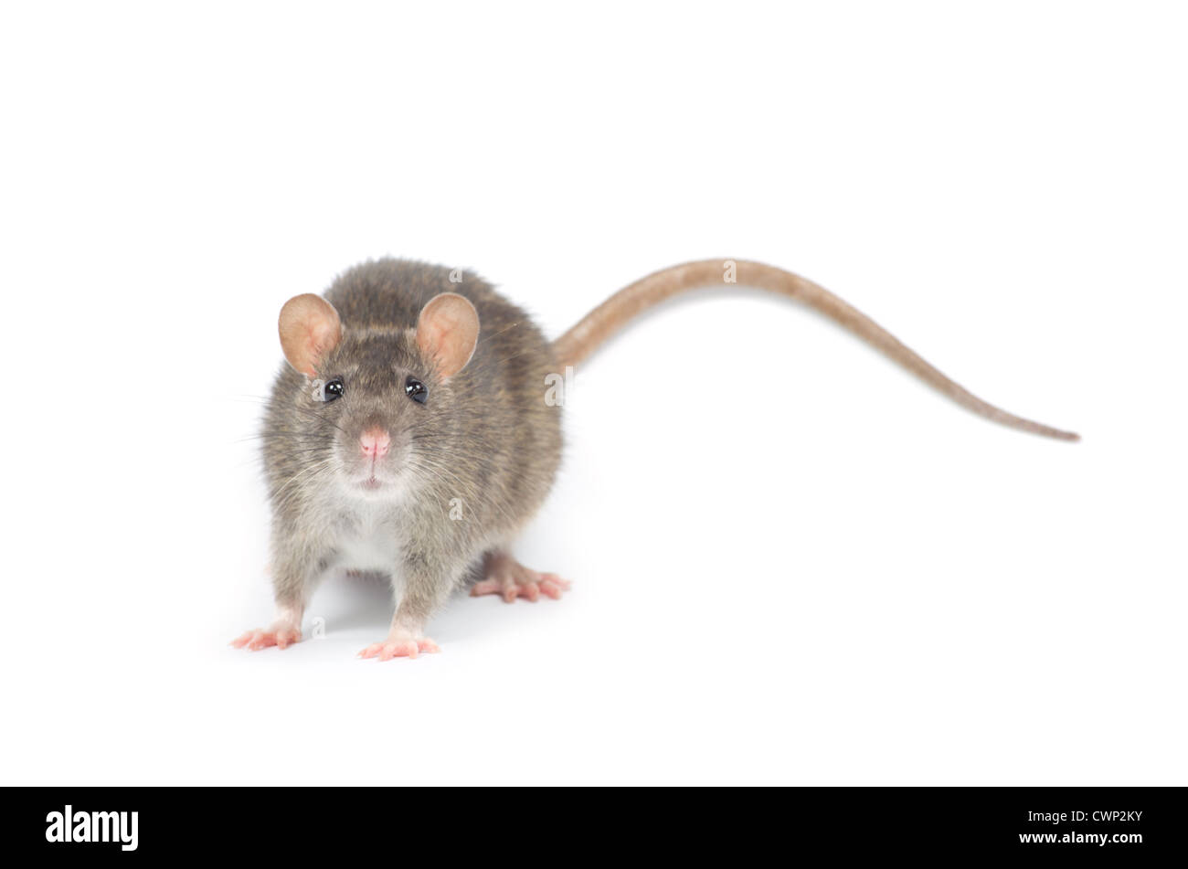 rat isolated on white background Stock Photo - Alamy