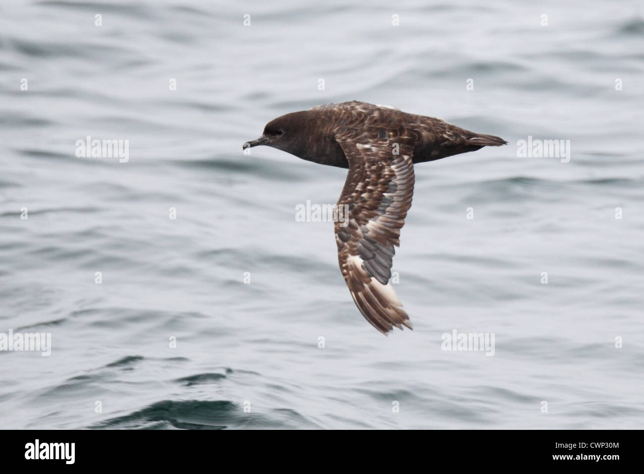 Short-tailed Shearwater (Puffinus tenuirostris) adult, moulting wing feathers, in flight over sea, Sea of Okhotsk, Russian Far Stock Photo