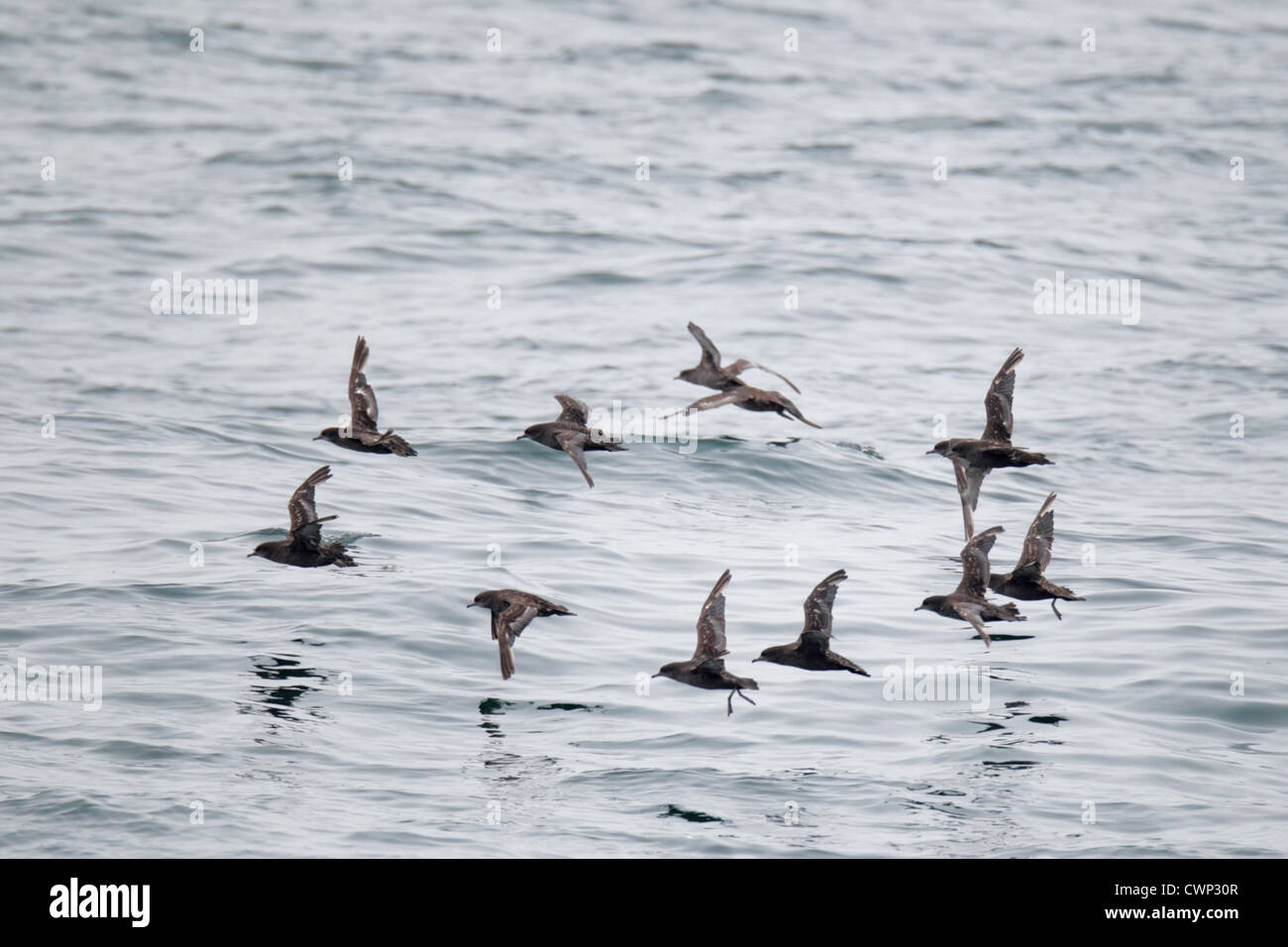 Short-tailed Shearwater (Puffinus tenuirostris) adults, moulting wing feathers, flock in flight over sea, Sea of Okhotsk, Stock Photo