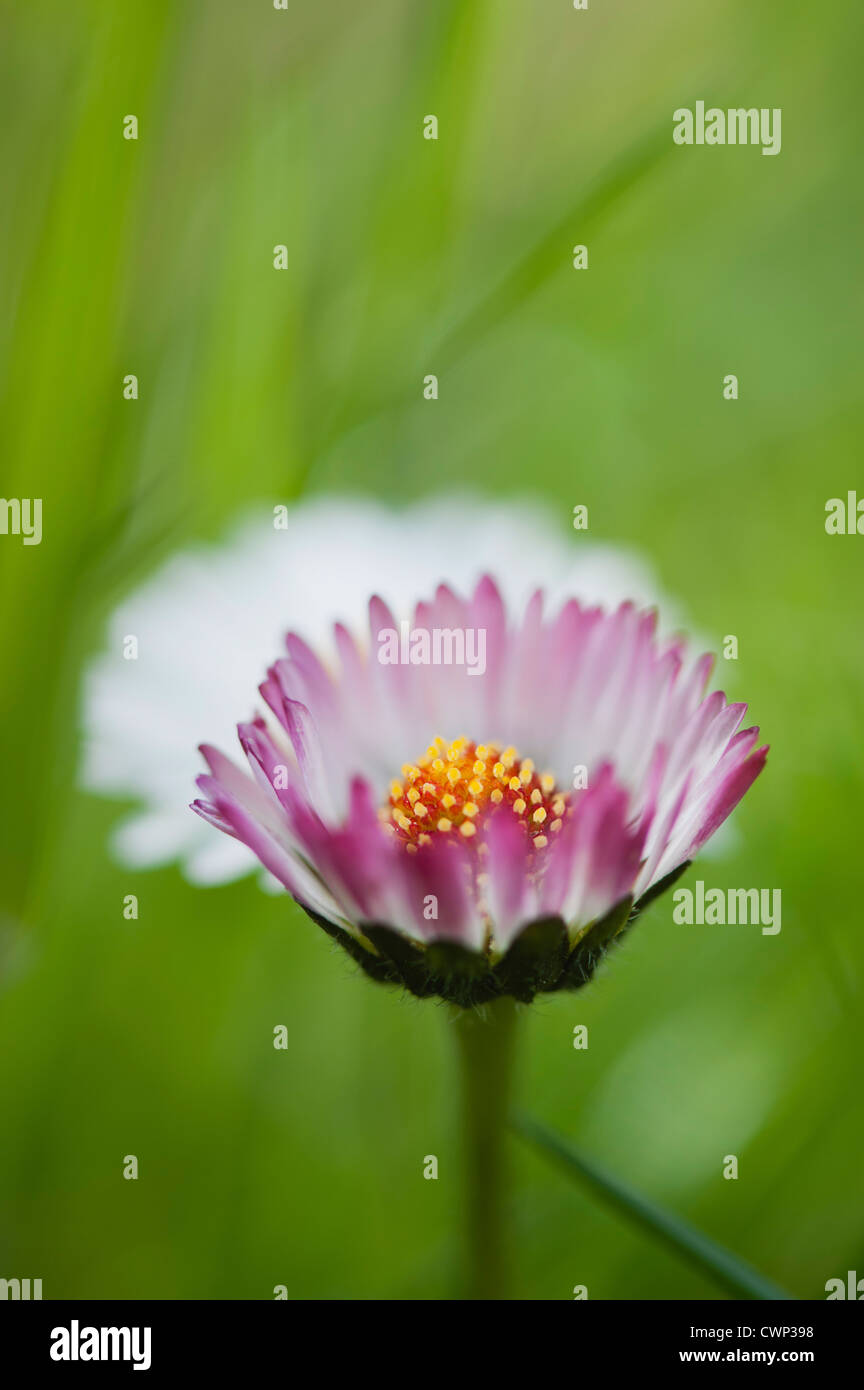 Aster, close-up Stock Photo