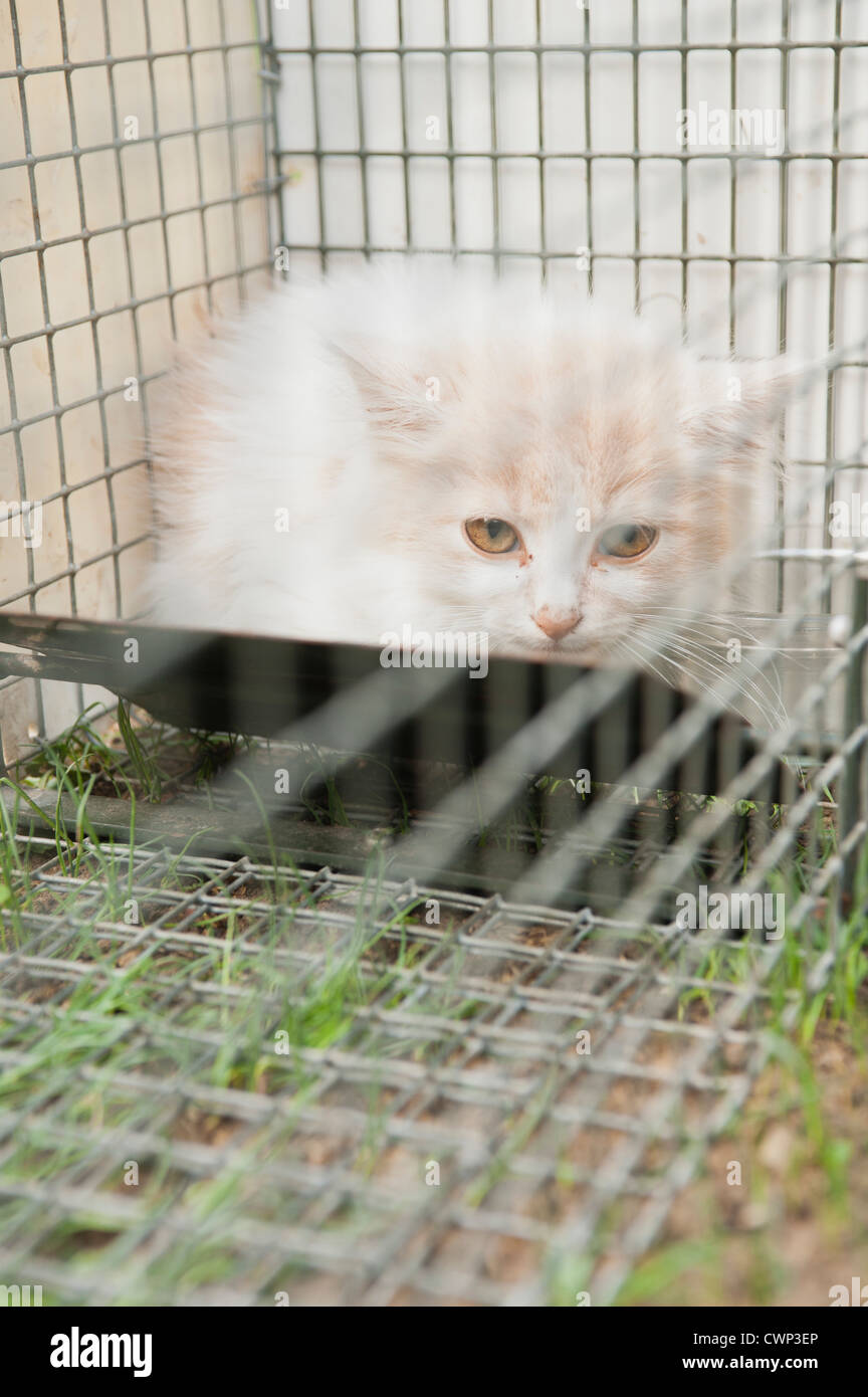 Should I Put My Kitten In A Cage At Night at Glenn Townsend blog
