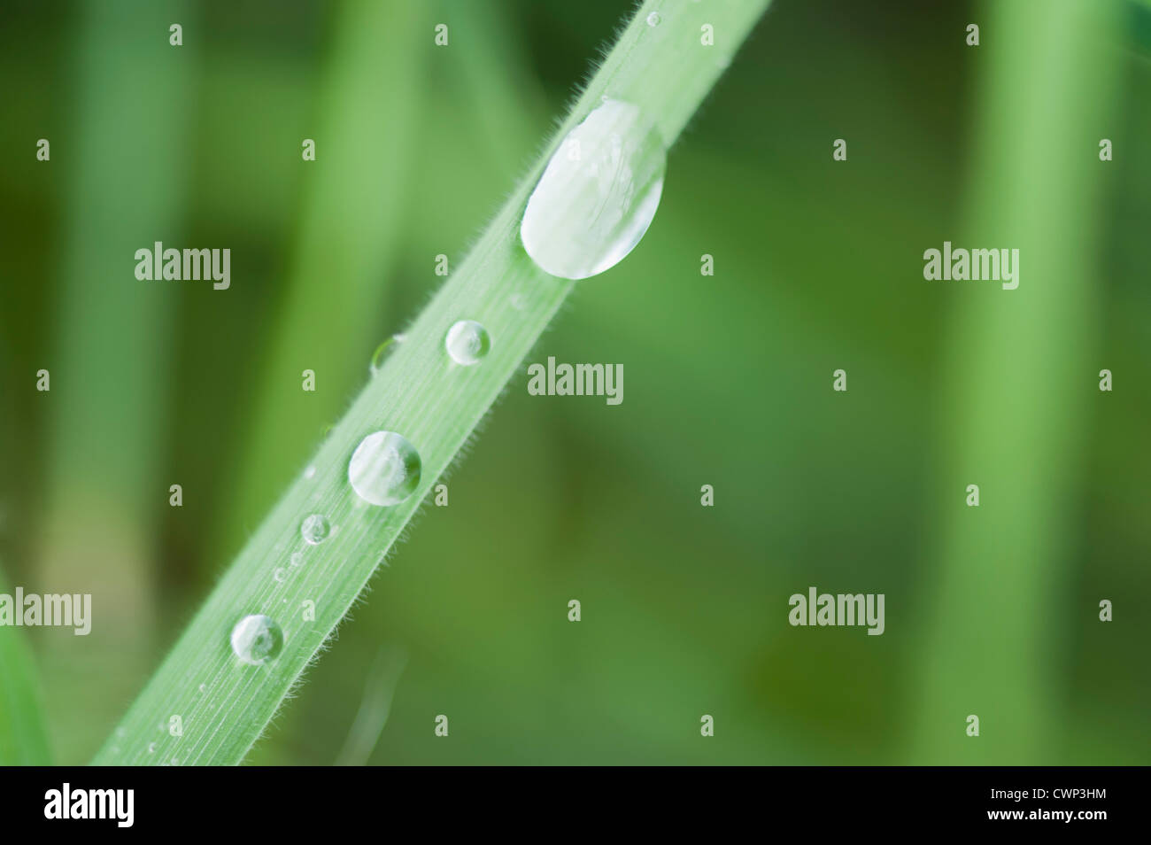 Dew drops on grass Stock Photo - Alamy