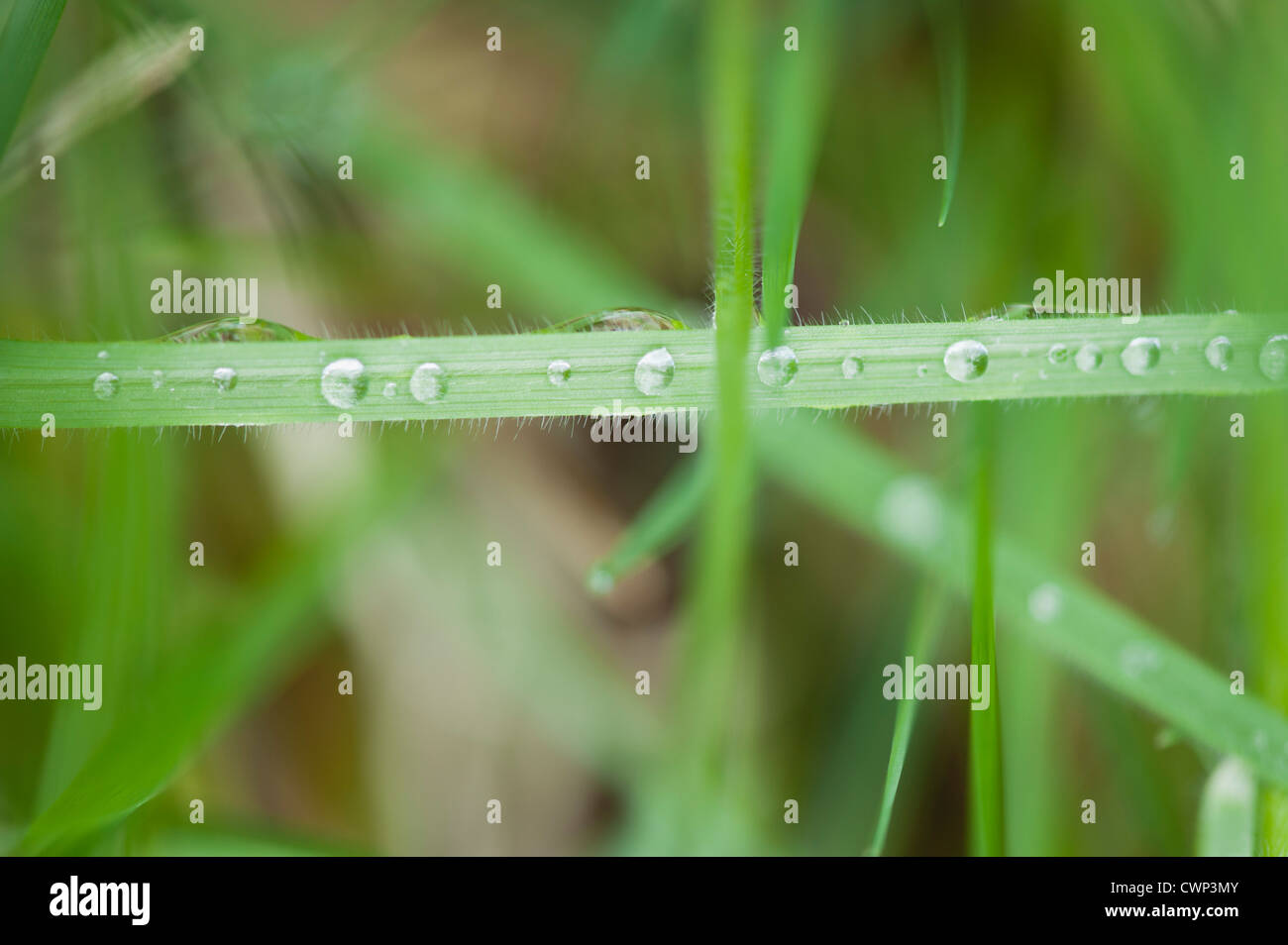 Dew drops on grass Stock Photo - Alamy