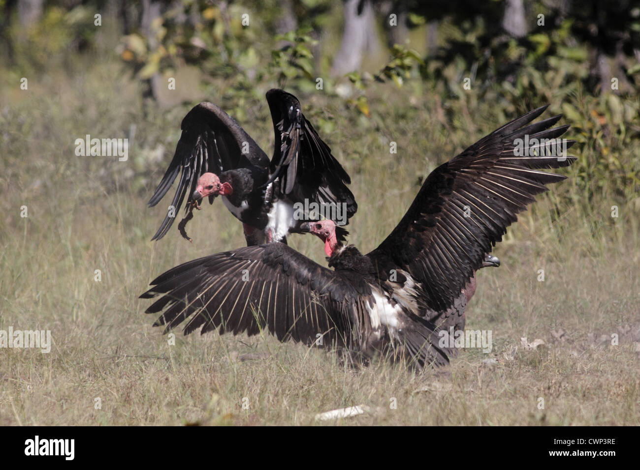 Red-headed Vulture (Sarcogyps calvus) two adults, feeding at 'vulture restaurant', Western Siem Pang Province, Cambodia, Stock Photo
