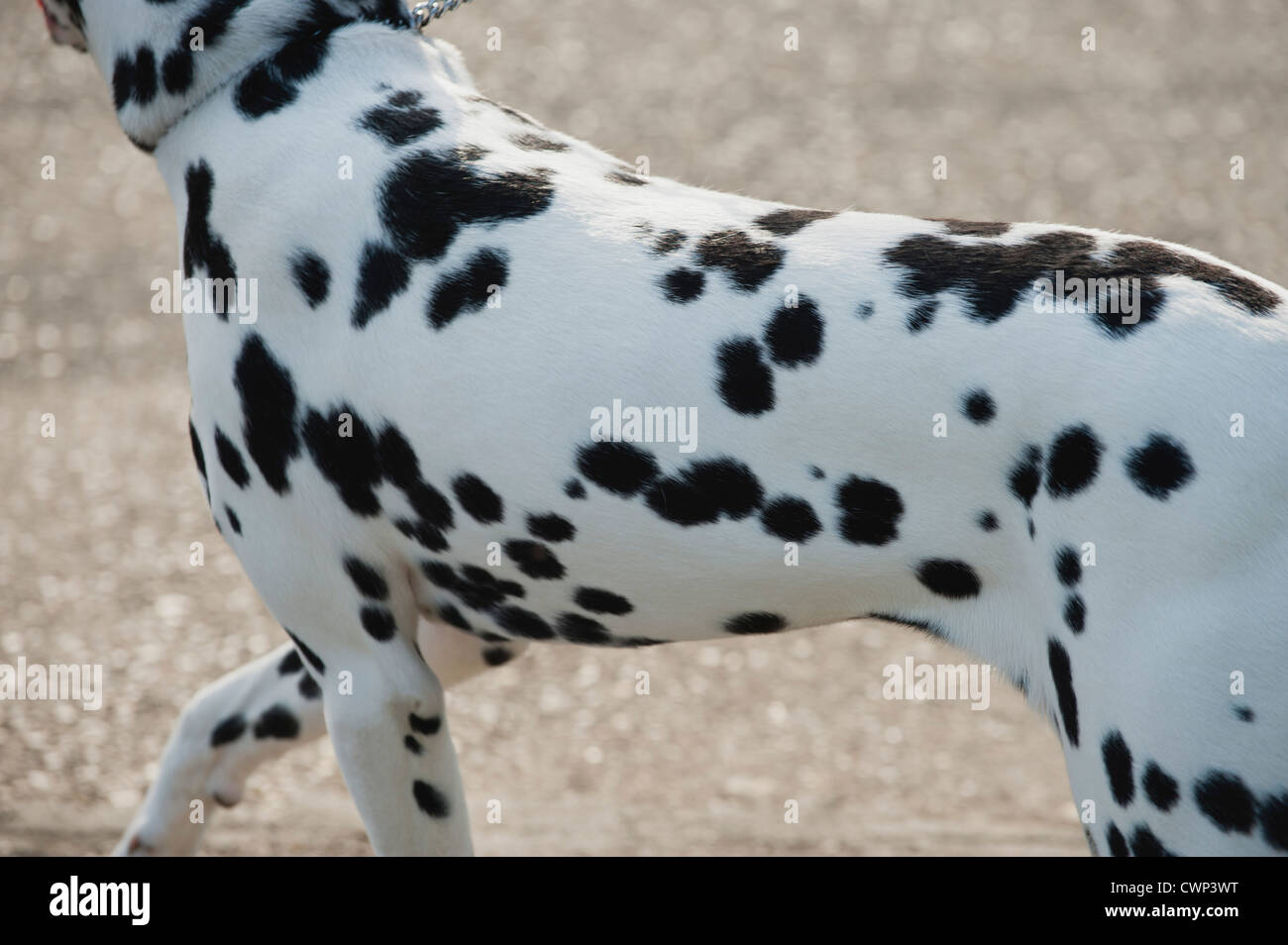 Plum pudding dog hi-res stock photography and images - Alamy