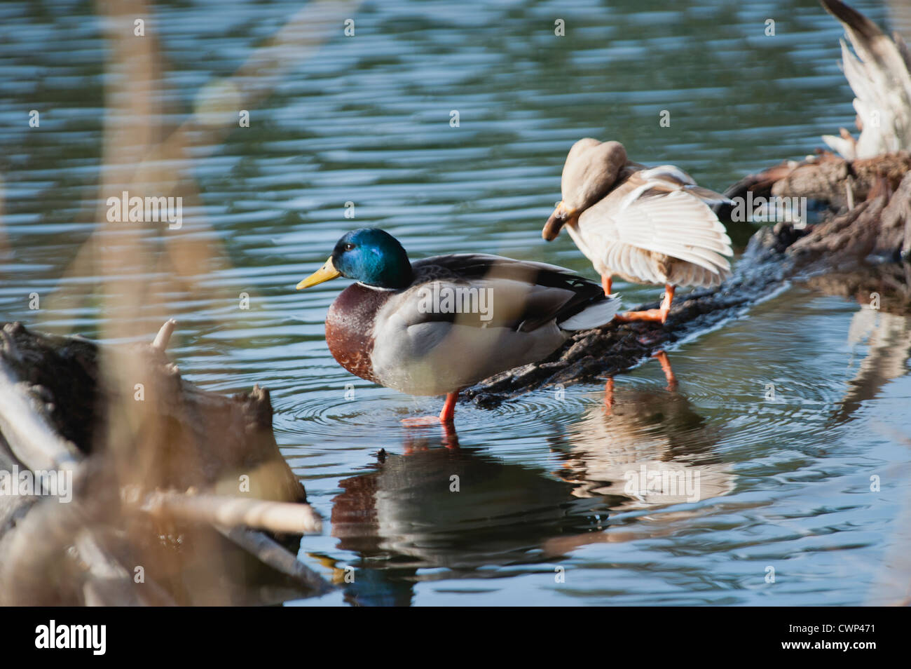 Male and female Mallard ducks in shallow water Stock Photo